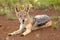 Black-backed jackal