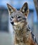 Black-backed Jackal