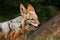 Black-Backed Jackal