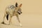 Black-backed Jackal - Canis mesomelas