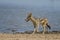 Black-backed Jackal - Canis mesomelas