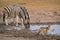 Black-backed Jackal - Canis mesomelas