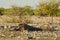 Black-backed Jackal - Canis mesomelas