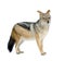 Black-backed jackal () - Canis mesomelas