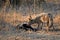 Black-backed jackal (Canis mesomelas)