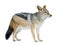 Black-backed jackal () - Canis mesomelas