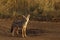 Black Backed Jackal, canis mesomelas, Adult standing on Trail, Masai Mara Park in Kenya