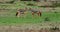 Black Backed Jackal,  canis mesomelas, Adult standing on Trail, Masai Mara Park in Kenya, Real Time 4K