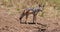 Black Backed Jackal, canis mesomelas, Adult standing on Trail, Nairobi Park in Kenya, Real Time