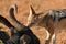 Black Backed Jackal, Canis Mesomelas, african fox-like canid eating wildebeest carcass. Animal action scene, hunting behavior.