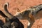 Black Backed Jackal, Canis Mesomelas, african fox-like canid eating wildebeest carcass. Animal action scene, hunting behavior.