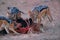 Black Backed Jackal, Canis Mesomelas, african fox-like canid feast on wildebeest carcass. Animal action scene, hunting behavior.