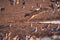 Black Backed Jackal, Canis Mesomelas, african fox-like canid hunting doves at waterhole . Animal action scene, hunting behavior.