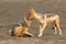 The black-backed jackal Canis mesomelas drinks at the waterhole in the desert. A pair of jackals during hygiene