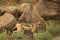 Black-backed jackal Canis mesomelas in the dry grass in morning sun with rocks in background