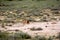 Black-backed jackal, Canis mesomelas, in the gemsbok national park, Kalahari South Africa