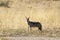 Black-backed Jackal Canis mesomelas  Kalahari, Northern Cape, South Africa