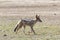 Black-backed jackal, Canis mesomelas, Kgalagadi Transfrontier Park, Northern Cape, South Africa