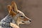 Black-Backed Jackal, Canis mesomelas mesomelas, portrait with long ears, Namibia, South Africa