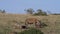 Black-backed jackal , canis mesomelas, spotted Hyena, crocuta crocuta, Group eating on Carcass, Masai Mara Park in Kenya,