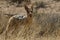 Black-backed jackal Canis mesomelas staying hidden in dry high grass.