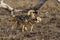 The black-backed jackal Canis mesomelas, two adults fighting in savanna, pair of jackals.A fight between two adult jackals