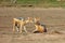 The black-backed jackal Canis mesomelas two jackals cleaned each other.A couple of jackals in the desert with mutual hygiene