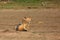 The black-backed jackal ,Canis mesomelas, two jackals cleaned each other. Jackals in the desert