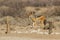 Black-backed jackal Canis mesomelas watching intently in the Kalahari desert