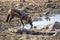 Black-backed jackal, Canis mesomelas, at waterhole, gemsbok national park, Kalahari South Africa