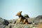 Black-backed jackal, Cape Cross, Namibia