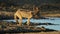 Black-backed jackal drinking water - Kalahari