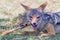 Black Backed Jackal Eating Impala Leg