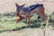 Black Backed Jackal Eating Impala Leg