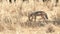 a black backed jackal feeding on a dead antelope at tarangire national park