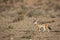 Black backed jackal in Kgalagadi transfrontier park, South Afric