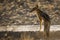 Black backed jackal in Kgalagadi transfrontier park, South Afric