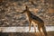 Black backed jackal in Kgalagadi transfrontier park, South Afric