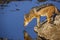 Black backed jackal in Kgalagadi transfrontier park, South Afric