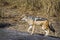 Black backed jackal in Kruger National park, South Africa