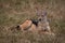 Black-backed jackal lies in grass facing camera