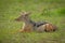 Black-backed jackal lies in grass facing left