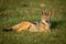 Black-backed jackal lies in grass watching camera