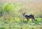 Black-backed Jackal looking at camera