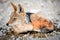 A black-backed jackal lying on a pile of warm elephant dung to heat itself up