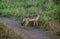 Black backed Jackal in Masai Mara Grand reserve, Kenya