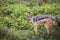 Black backed jackal, Ngorongoro Crater, Tanzania