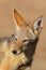 Black-backed jackal portrait - Kalahari desert