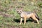 Black-backed jackal pup in the Masai Mara, Kenya