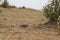 Black-backed jackal pup walking in the african savannah.